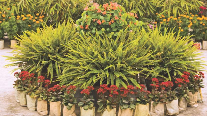 Gardening in the crowded city 