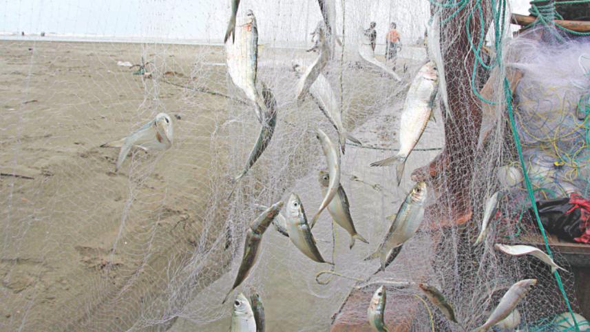 gill net 1.jpg