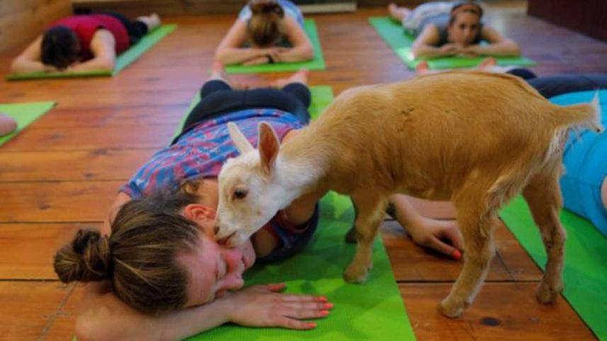 goat-yoga-2wb.jpg