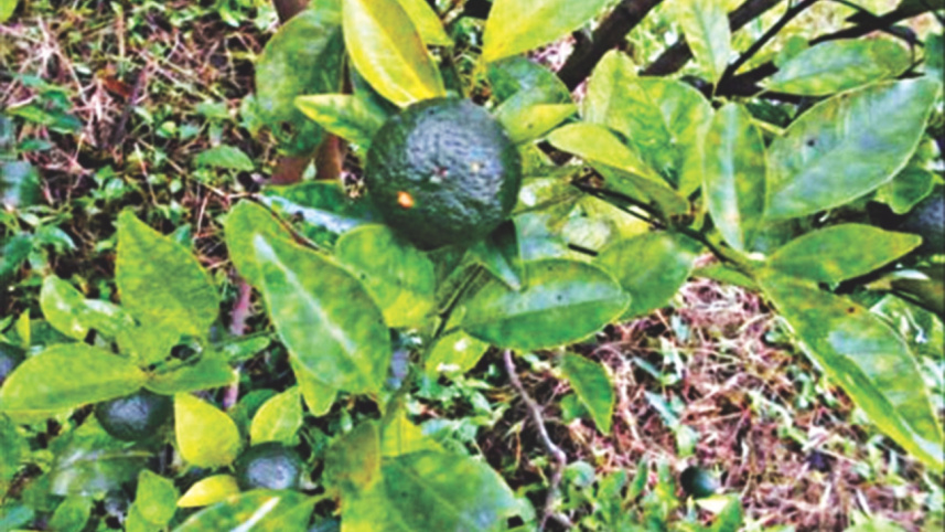 Greening disease 2.jpg