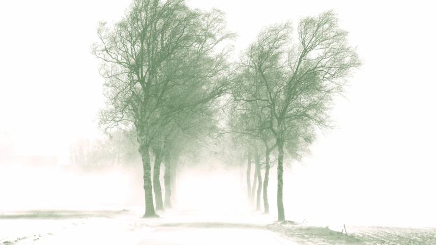 Greens Grounded, Greys Gravitate