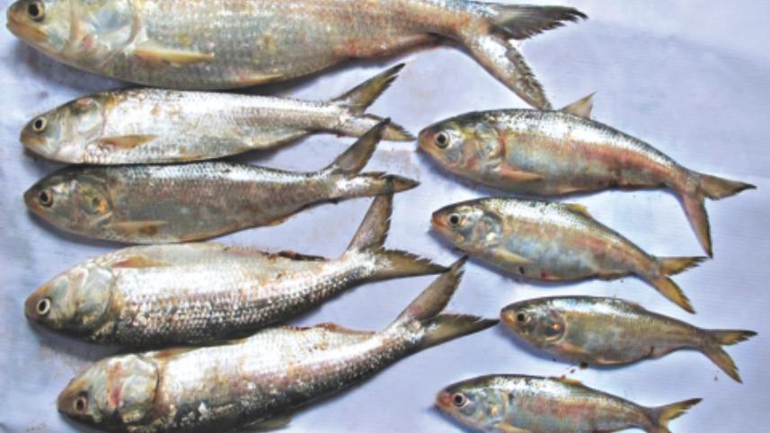 hilshan in haor 2.jpg