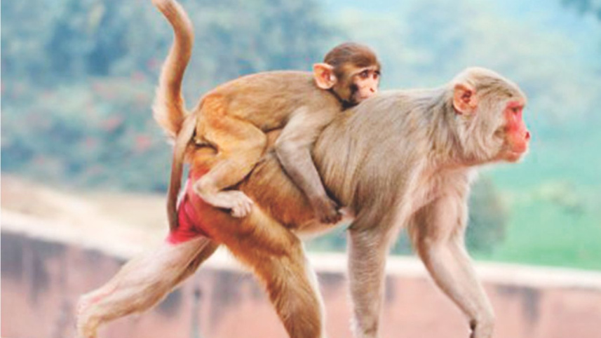 Immunity in Monkeys