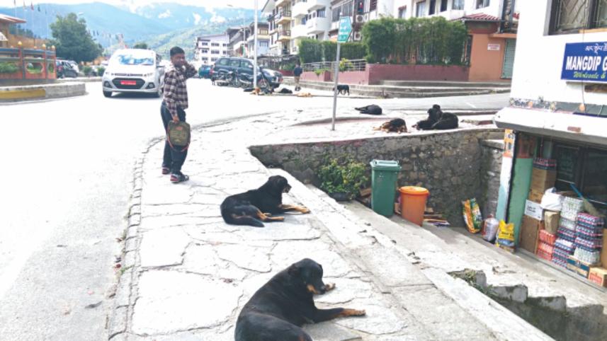 IN THE LAND OF THE THUNDER DRAGON