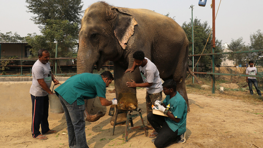 elephant hospital