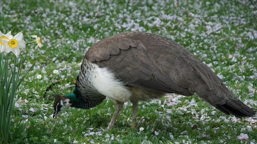 indian peafowl female.jpg