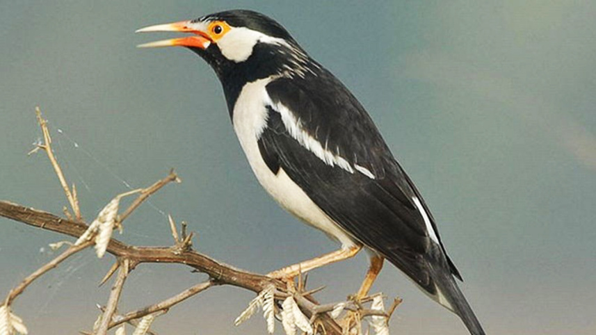 Javan pied starling