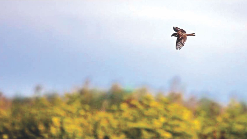 Just a Pair of Wings