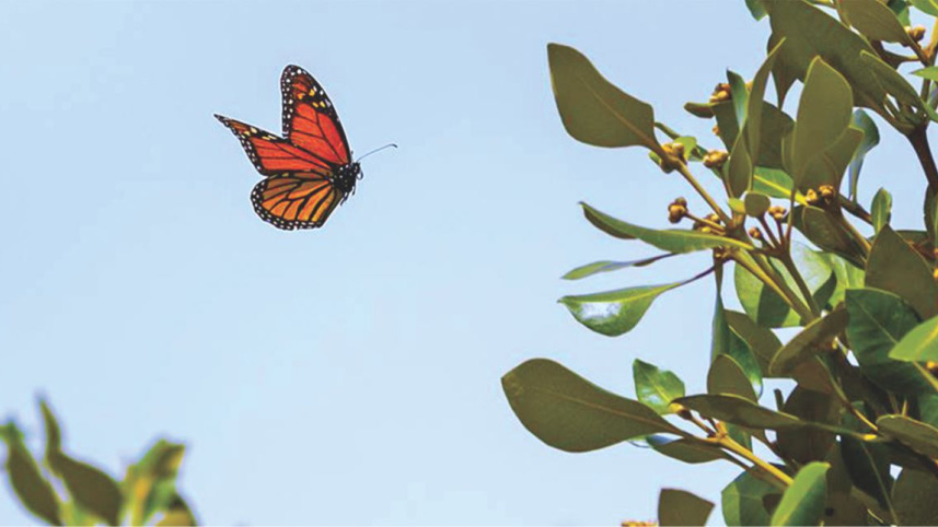 Just a Pair of Wings