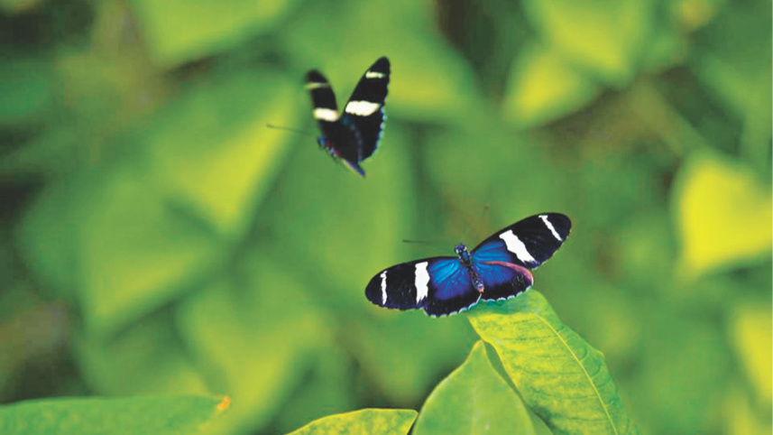 Just a Pair of Wings