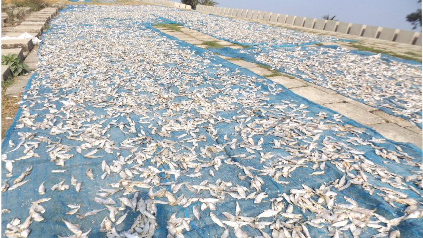 kuakata_fish_drying_2.jpg