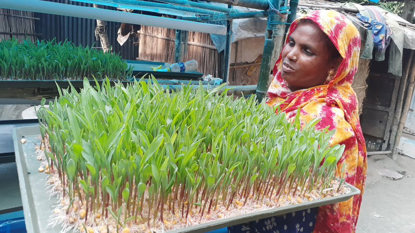 kurigram_hydroponic_grass-04_02.09.jpg