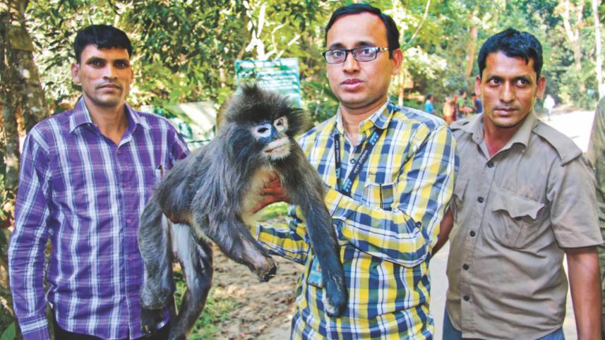 Lawachhara forest 2.jpg