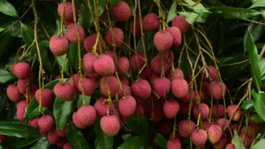 Lychee growers in Pabna