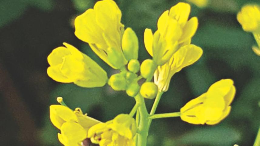 Loving and Living with Plants