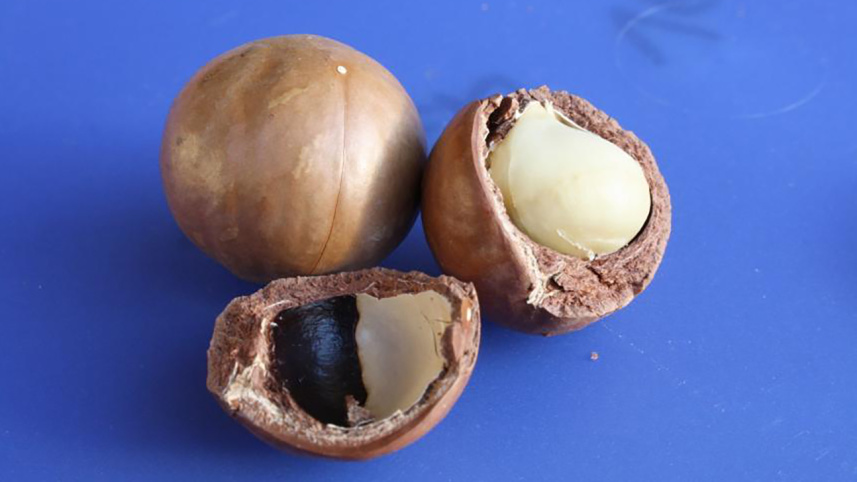 macadamia-nut-wb.jpg