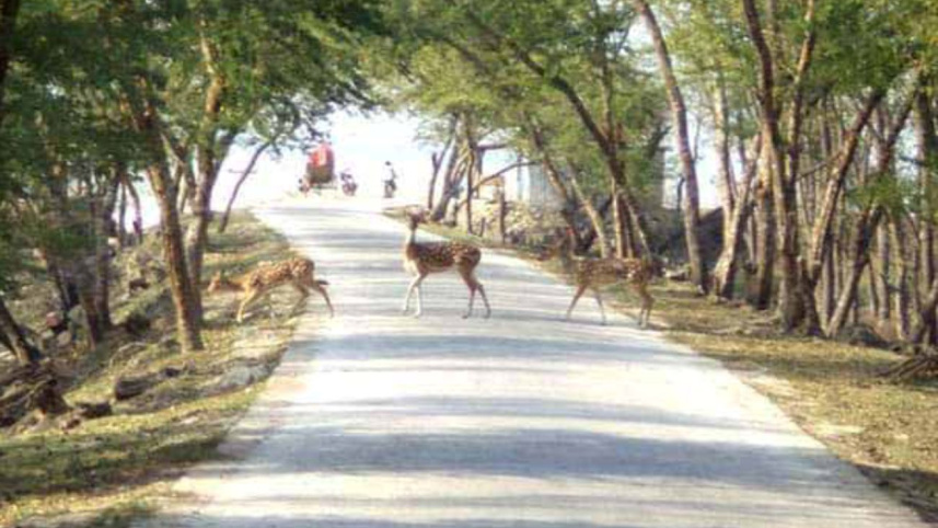 monpura_deer_2.jpg