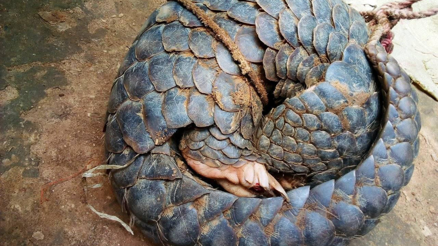 moulvbazar_locals_tied_critical_endangered_pangolin_photo_2.jpg