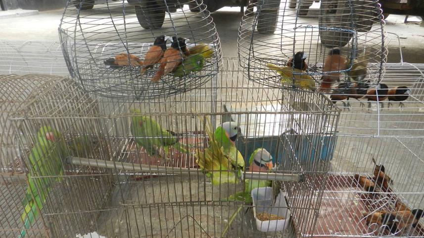 munias-parakeets-rescue