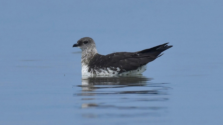 photo_by_mainul_ahsan_shamim_of_a_long_tailed_skua.jpg