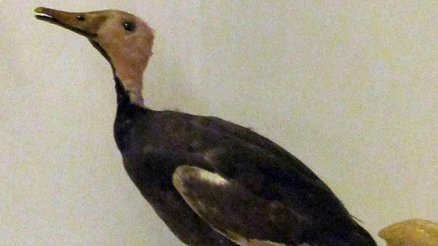 pink headed duck stuffed.jpg