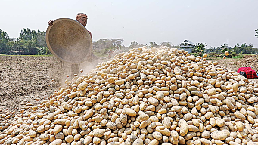 Potato Production in Bangladesh 