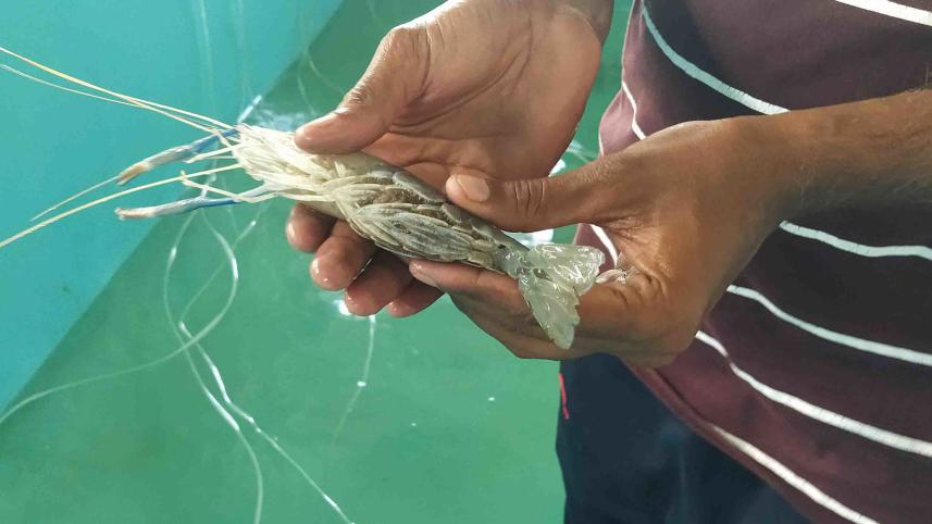 prawn-larvae-production-2.jpg