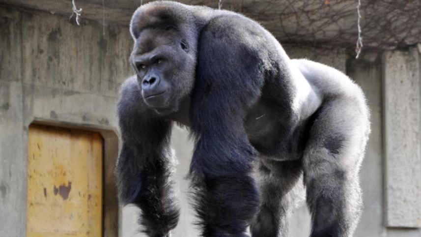 shabani 2 new.jpg