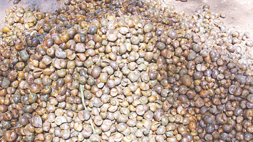 snail collection1.jpg