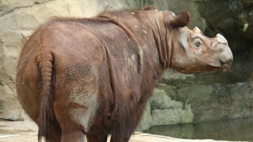sumatran rhino.jpg