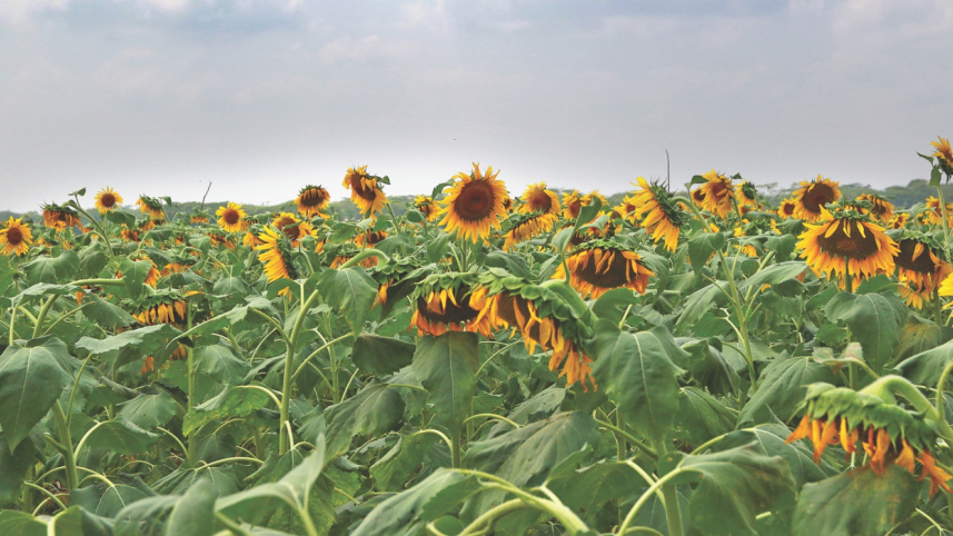 Sunflower2.jpg