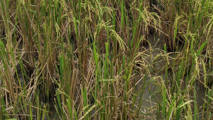 sylhet_ratoon_rice_0.jpg