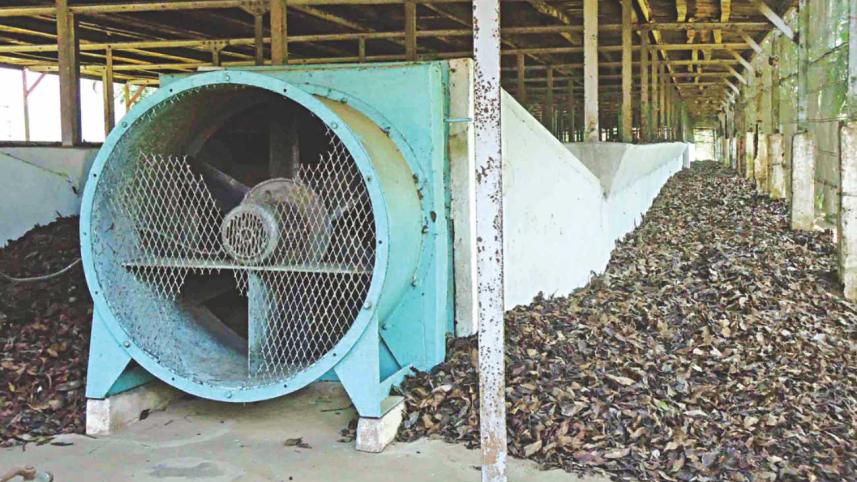 sylhet tea garden 6.jpg