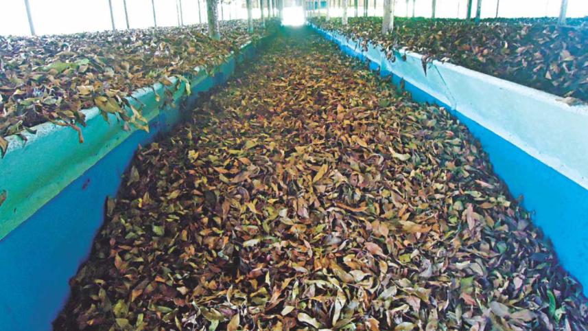 sylhet tea garden 8.jpg