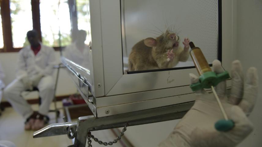 tanzanian-rat-afp-2-wb.jpg