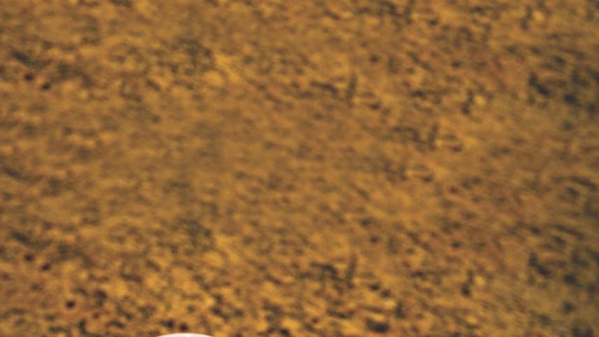 the_coffee_house_hangouts