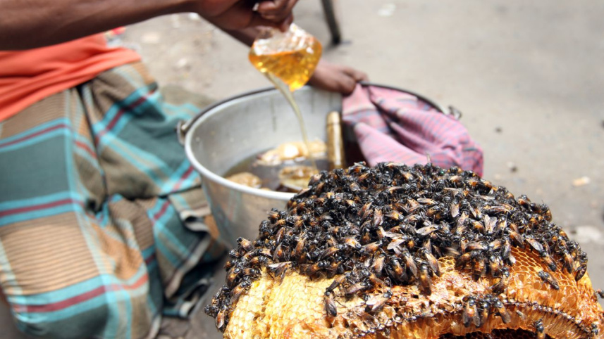 The honey collectors