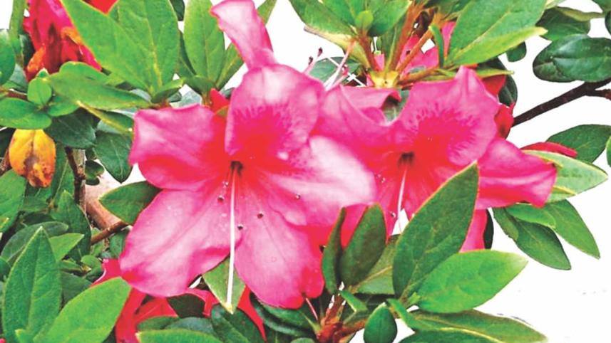 the_land_of_the_dragon_and_fiery_rhododendrons_4.jpg