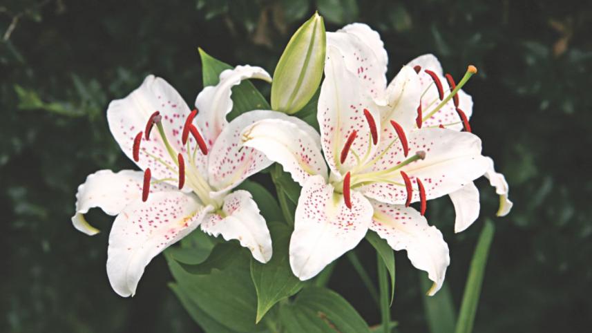 The language of flowers