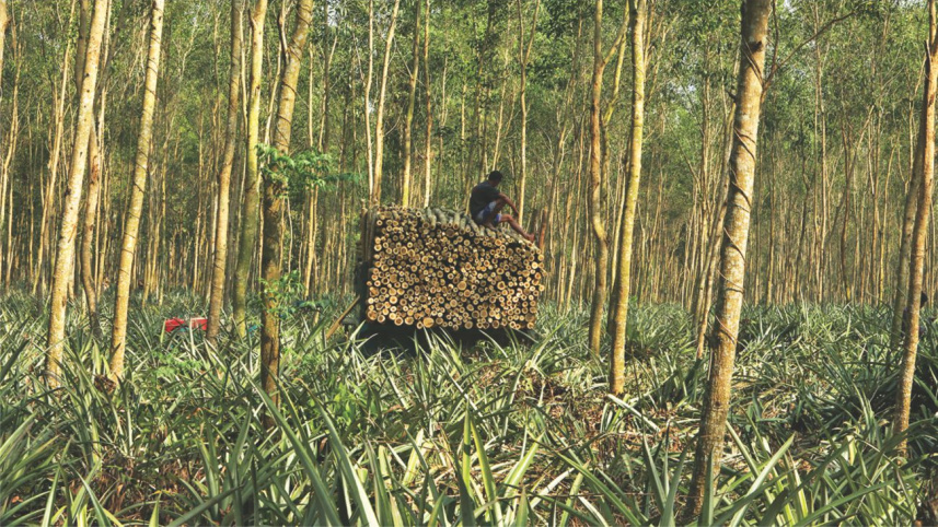 the_man_with_100_forest_cases