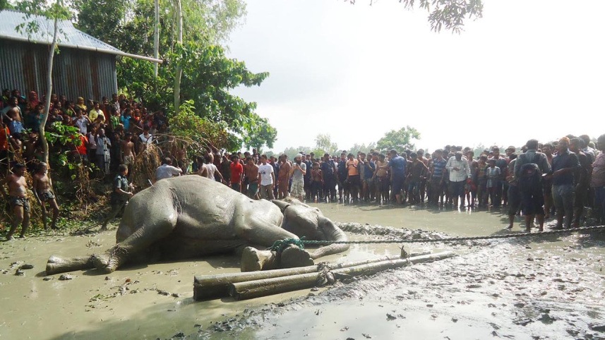 Tranquilised elephant pic-2.jpg