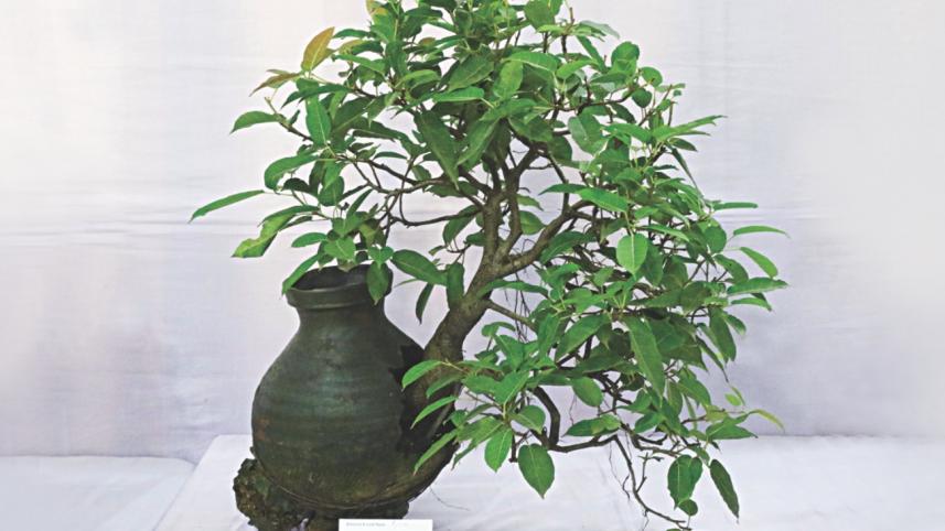 tree plant 5.jpg