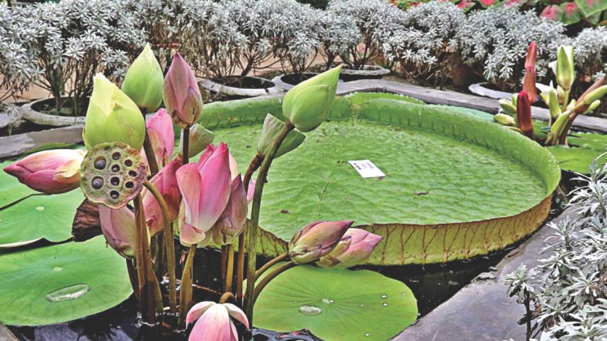 trees and plants 6.jpg