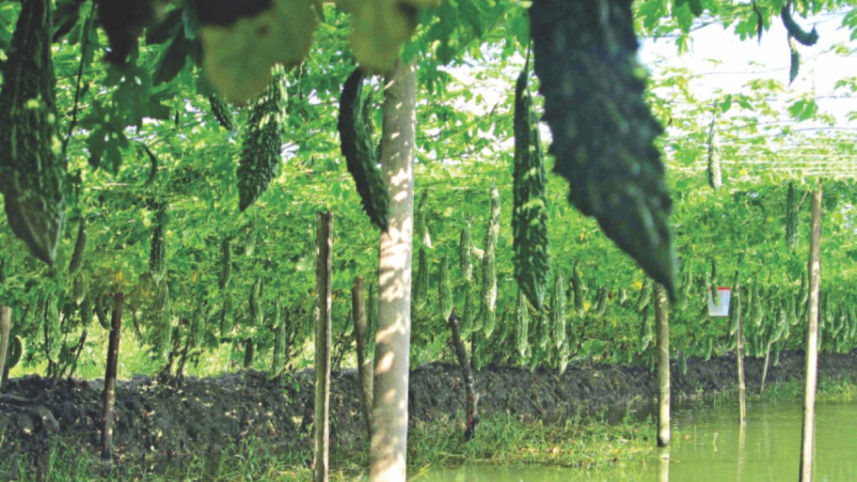 vegetable profits 2.jpg