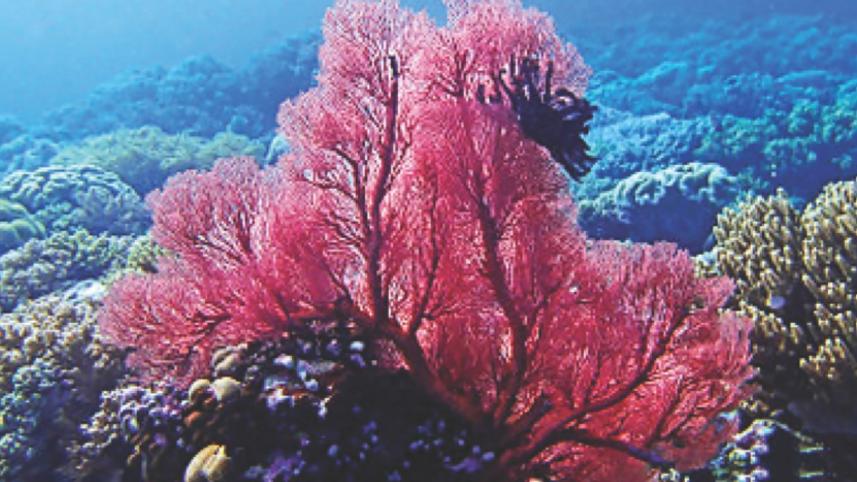 Wakatobi Islands –Acronym like no other 