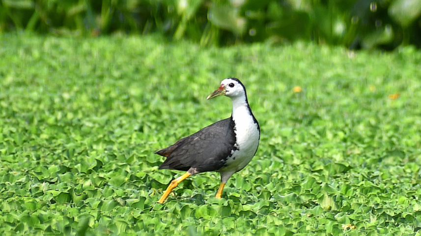 white-breasted_waterhen.jpg