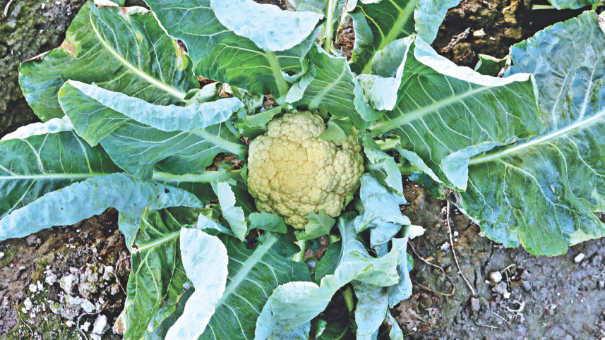 winter_vegetables_11.jpg
