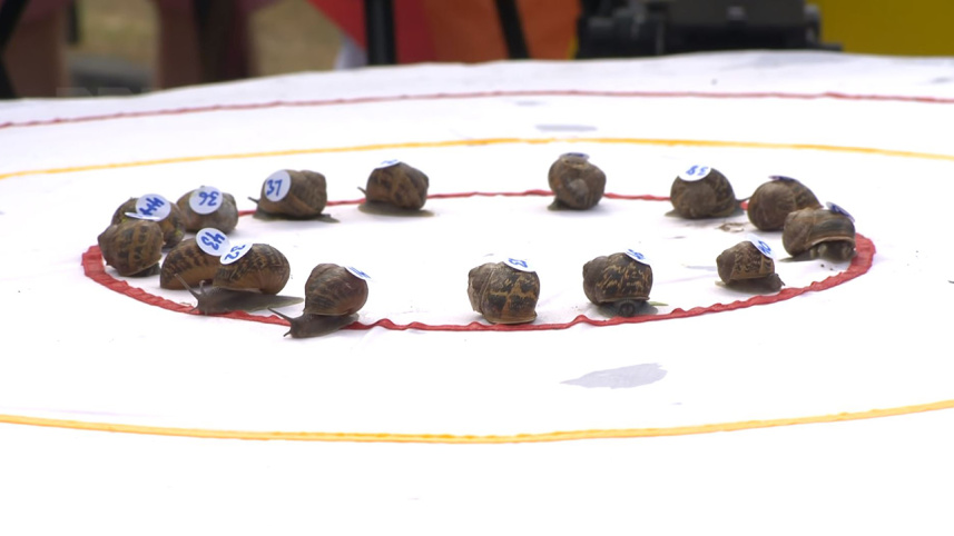 world snail racing championship