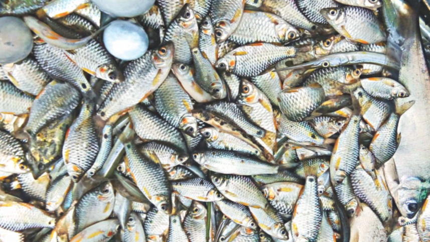 young fish5.jpg