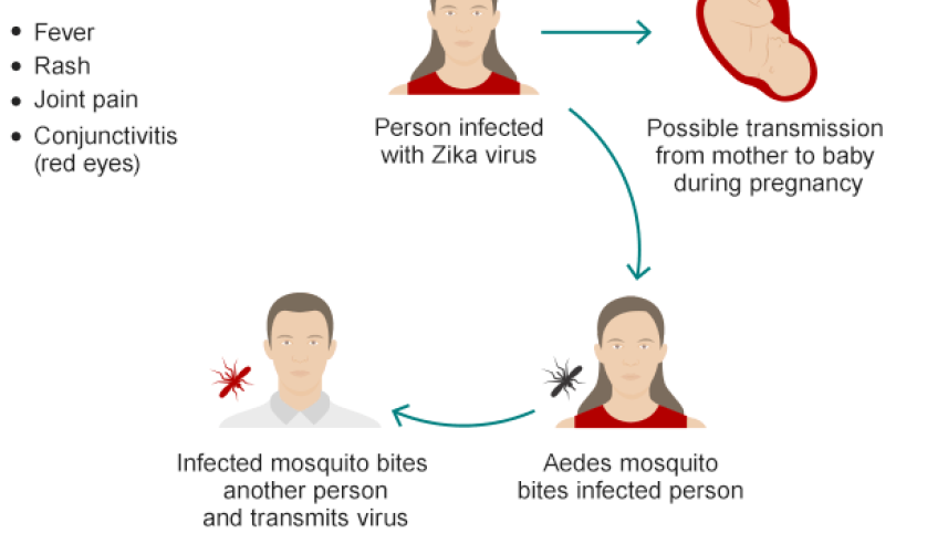 zika virus.png